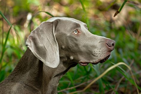 alimentazione weimaraner